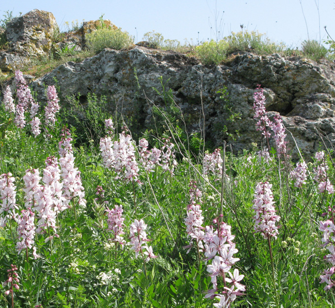 Цвіте на горі Гостра неопалима купина. Фото автора